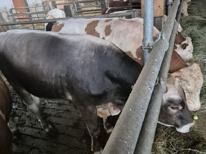 Bild 3:Braunvieh Stier