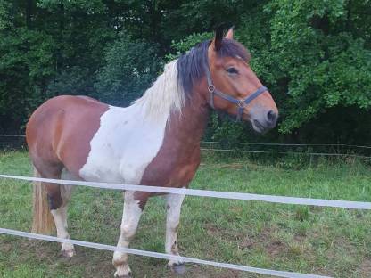 Noriker Stute