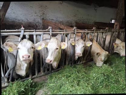 Charolais Kalbinen und Stier