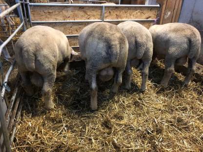 Bild 2:Ile de France Zuchttiere