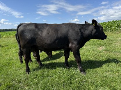 Aberdeen-Angus Zuchtstier, Bio