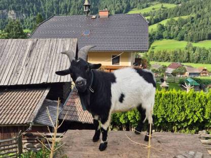 Bild 2:Zwergziegenböcke