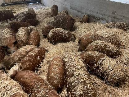 Rote Mangalitza