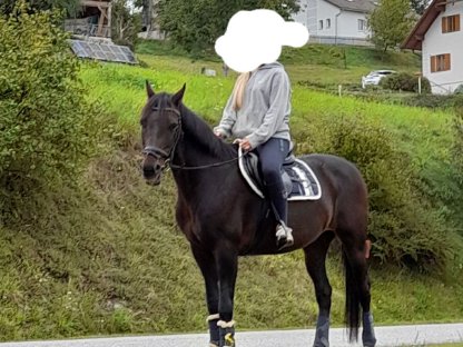 Freizeitpferd - bedingt reitbar