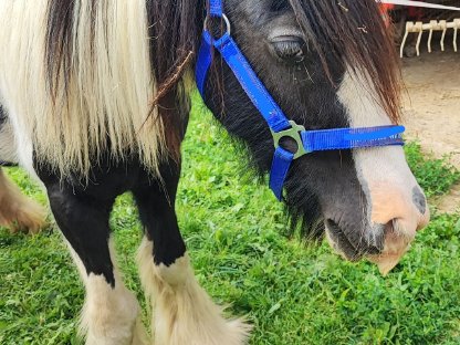 Bild 7:Tinker-Stute mit Fohlen