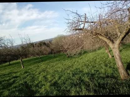 Wiese zu Mähen