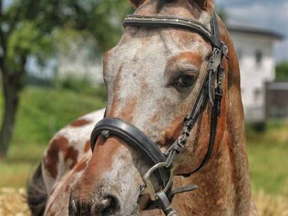 Allrounder in Sonderlackierung!