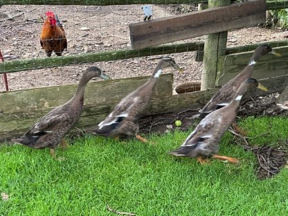 Bild 3:Junge Laufenten ca. 9 Wochen alt