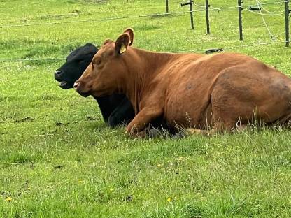 Bild 3:Verkaufe Angusrinder Bio