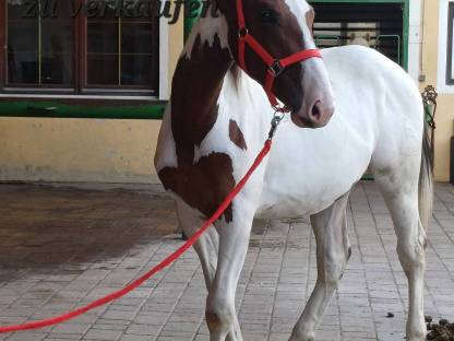 Bild 3:Pintohengst MR. SALVADOR