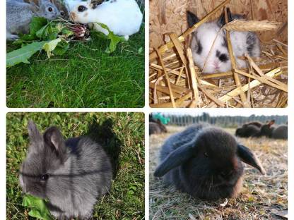 Bild 6:Zwergkaninchen