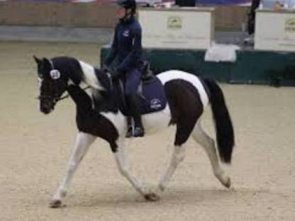 Bild 5:Mr. RONALDO, geb. 2016 und 1,60 m groß