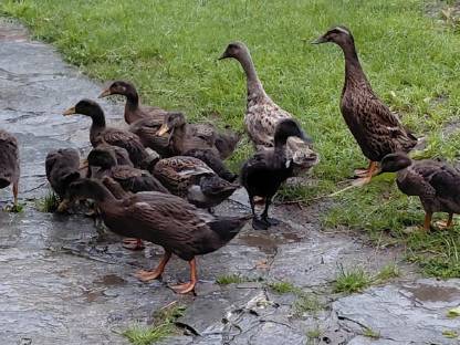 Enten, Laufenten