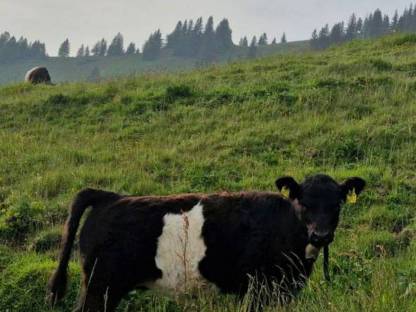 2 Bio Galloway Belted Kalbinnen