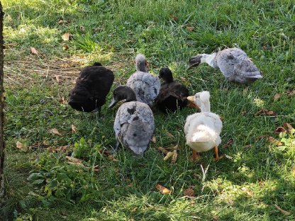 Bild 7:Enten, Laufenten-Küken, fleißige Schneckensammler