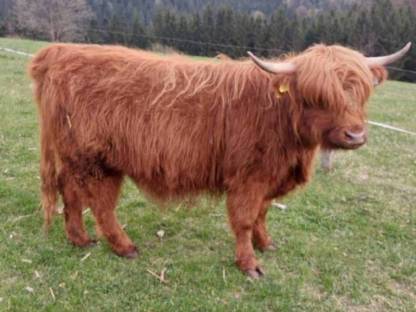 Bild 3:Hochlandrinder Kalbinnen