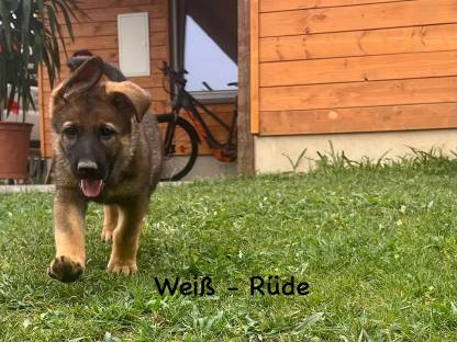 Schäferhundwelpen reinrassig