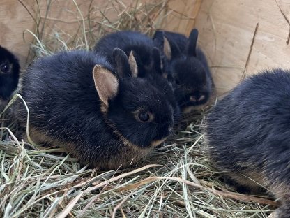 Bild 3:Zwergkaninchen, Hermelinkaninchen
