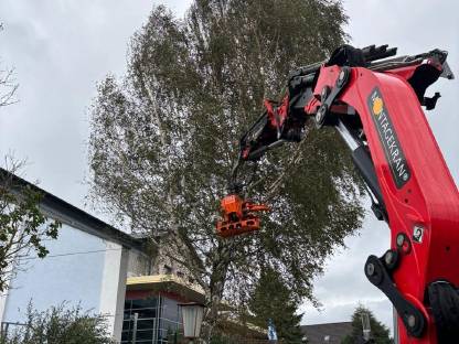 Bild 6:Professionelle Problembaumentfernung