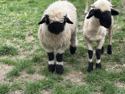Bild 2:Walliser Schwarznasenschafe zu verkaufen