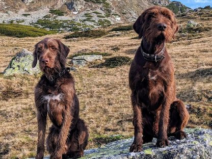 Pudelpointer Welpen mit FCI-Papieren