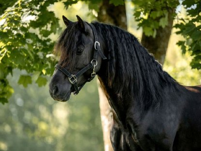 8-jähriger Reitpony Wallach 148 cm