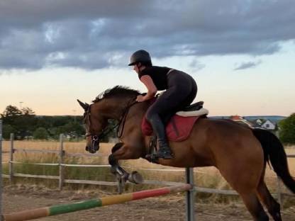 Bild 5:Biete Reitunterricht/Ponyreiten