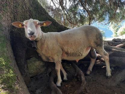 Bild 2:Charollais Widder