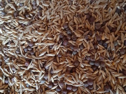 Bild 4:BIO Hafer-Peluschken-Gemenge zu verkaufen
