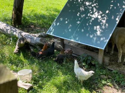 Bild 2:Hennen, Hähne und Küken abzugeben