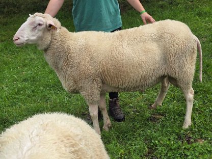 Bild 3:2 Ostfriesische Milchschafwidder zu verkaufen