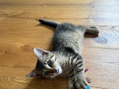 Babykatze - Kitten