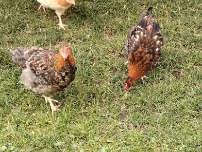 Bild 3:Sulmtaler Junghähne zu verschenken