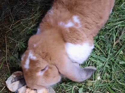 Bild 6:Deutsche Widder Rammler