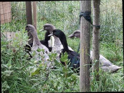 Bild 3:Pommernenten Erpel