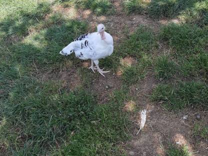 Bild 4:Cröllwitzer Puten