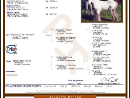 Bild 4:Painthorse Deckhengst gekört APHA, ZSSE