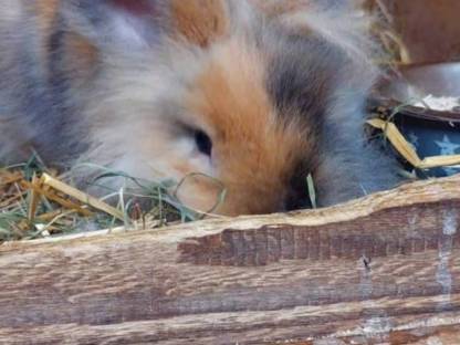 Bild 6:Hasen Satin und Löwenkopf