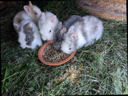 Bild 8:Löwenkopf Zwergkaninchen