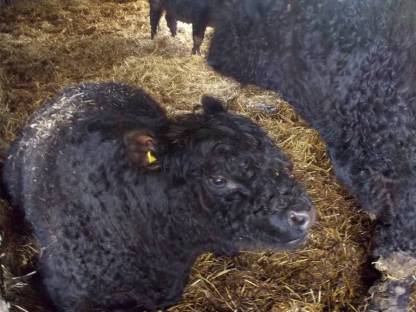 Bio-Galloway Stiere