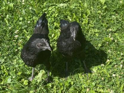 Bild 4:Ayam Cemani Jung-Hähne