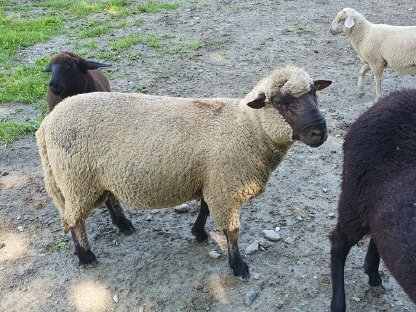 Verkaufe jungen Shropshire-Widder