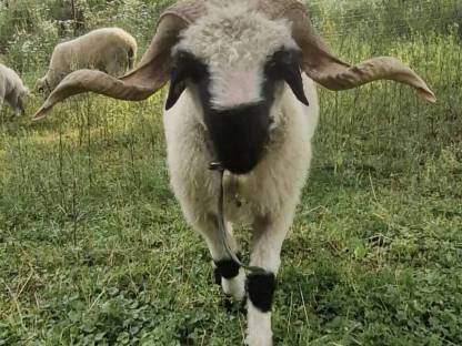 Bild 9:Walliser Schwarznasen 4 Jungböcke