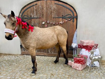 Reitpony Wallach, 130 cm, 300 kg
