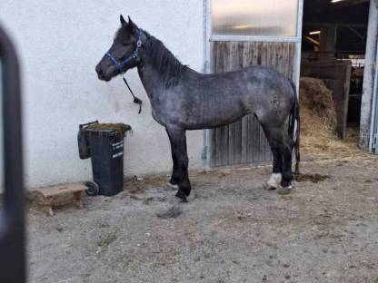 Blauschimmel Stute