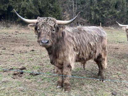 Bild 2:Hochlandrindstier