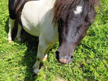 Mini Shetty Hengst