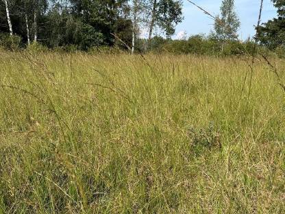 Bild 3:Rundballen Moosheu von Naturschutzwiese (Pfeifengras)