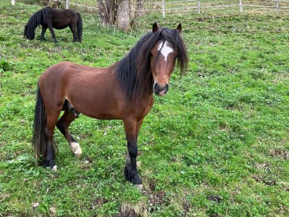 Welsh Ponyhengst