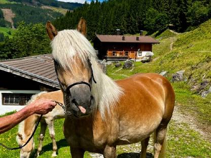 Tiroler Haflingerstute